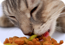 Кормление и питание кошки