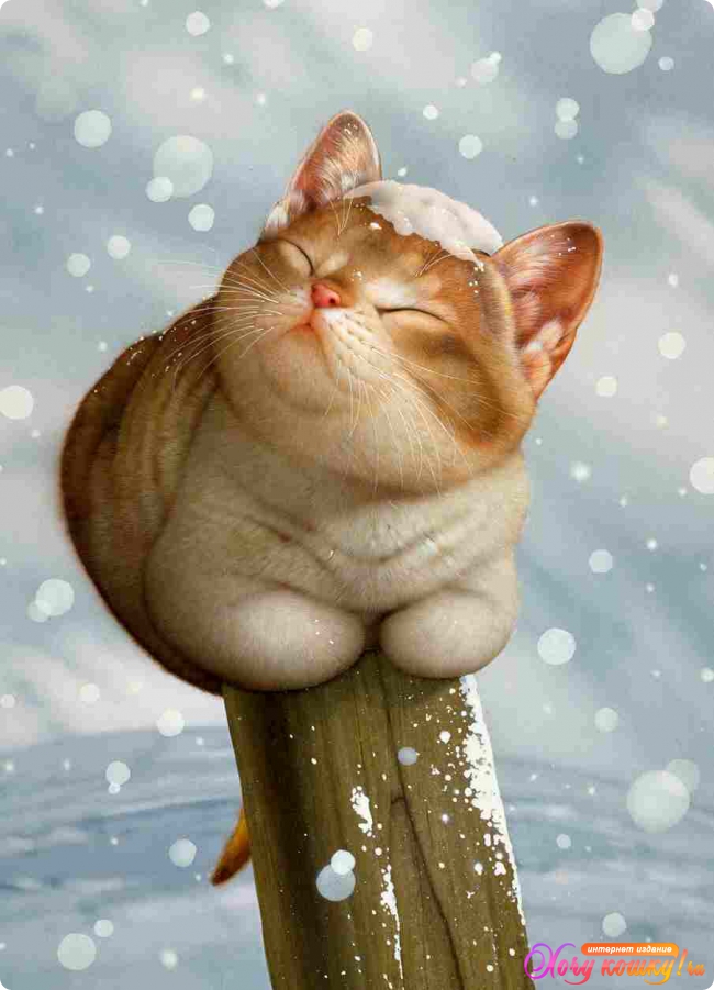 Рисунок Веселый котик на снегу из альбома Работы Makoto Muramatsu -  ХочуКошку.RU