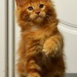  ,     () Star Mickey Adonis Kosmo-Cat