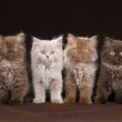 ,     () W.Ch.Leonardo Clan of British Cats